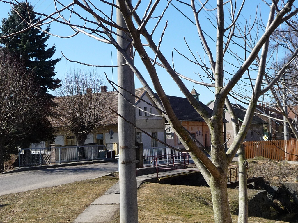 Třibřichy